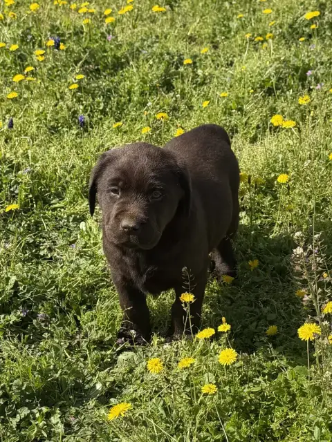 Labrador Retriever  Chocolat Du Clos Du Barrian