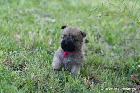 Cairn Terrier photo 2
