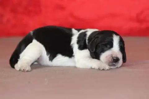 English Springer Spaniel photo 3