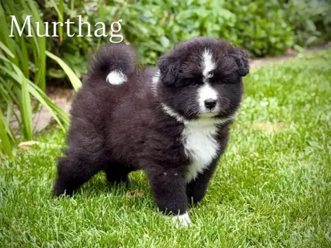 Chien Finnois De Laponie  Brisingr Murthag Norhowynn a40eb