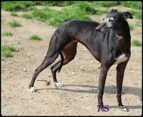 Whippet photo 3
