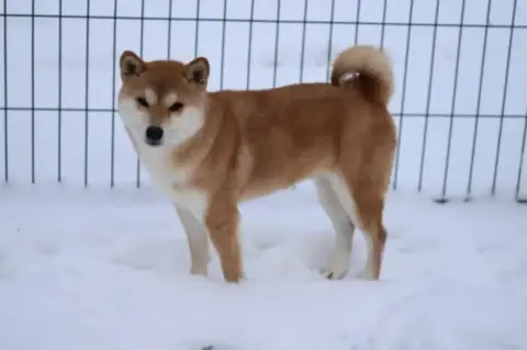 Shiba  Noir Et Feu Au Domaine D’Osaki photo 3