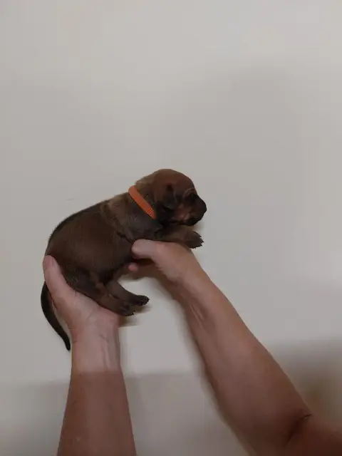 Rhodesian Ridgeback 
                        Collier  61366 photo 2