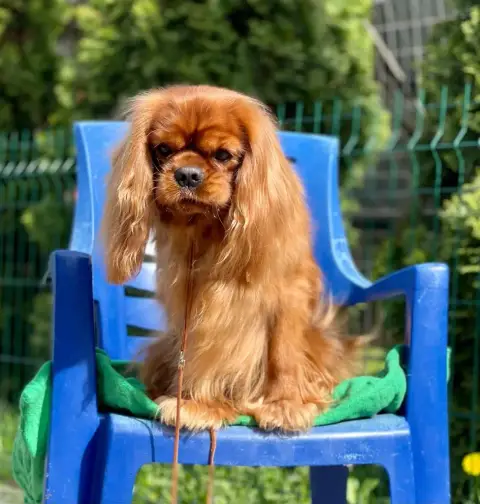 Cavalier King Charles Spaniel  Chiot N°1 Du Souvenir  dd9b3
