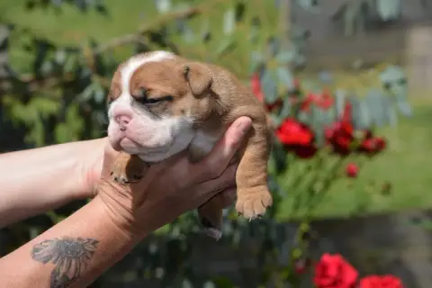 Bulldog Anglais photo 2