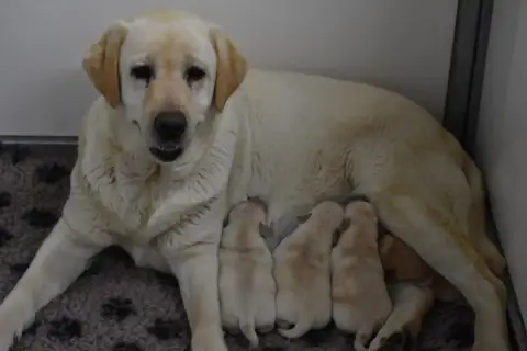 Labrador Retriever  Mâle Sable Du Moulin Sault