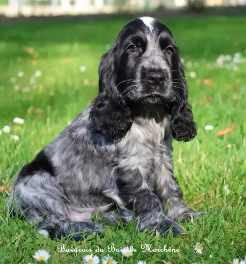 Cocker Spaniel Anglais  Bavarois Du Bois De Morchène 2857e photo 2