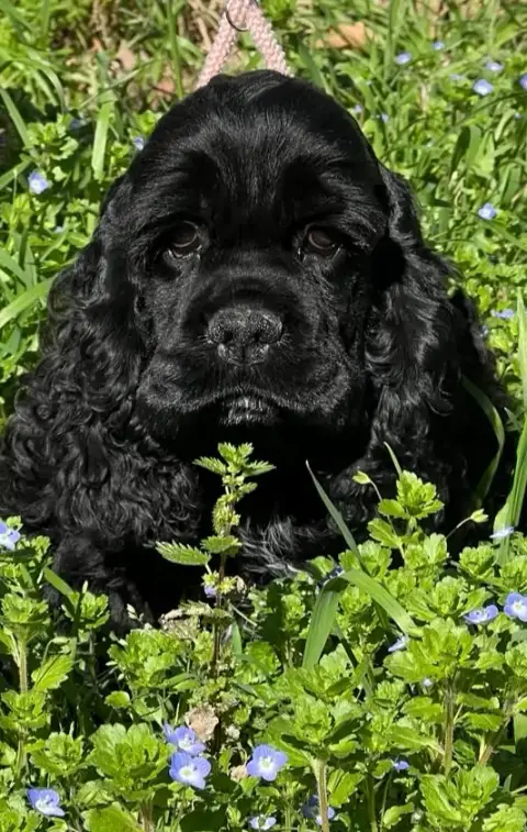 American Cocker Spaniel  Ayrton Senna De L'Atoll De S e409d photo 3