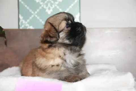 Epagneul Tibetain  Chiot N°3 Du Rêve Des Joyaux