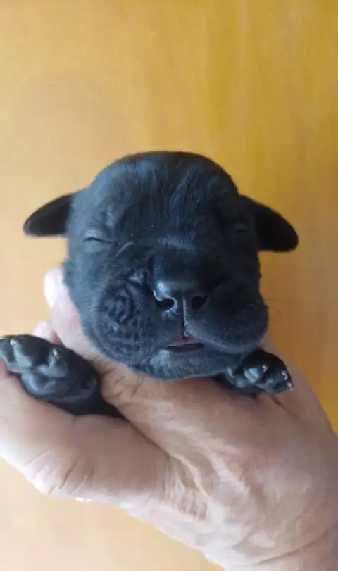Cane Corso  Male Noir Vert Foncé Des Abysses De Némés 56f30