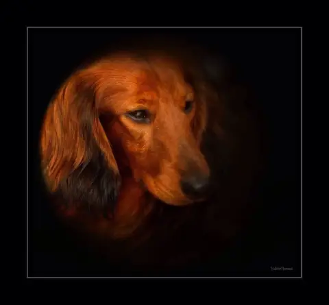 Teckel Poil Long  Chiot N°1 Du Hameau De Selcra photo 2