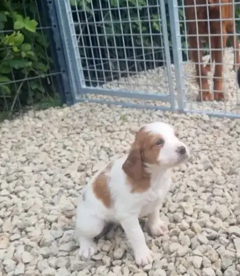 Epagneul Breton  Chiot 8 De La Centaurée Noire