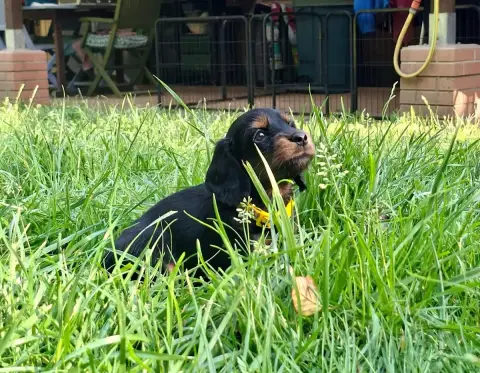 Teckel Poil Long  Chiot Jaune Ace Of Wonderland photo 2