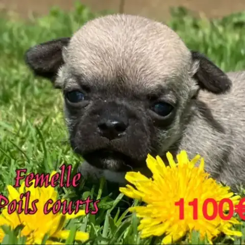 Chiots Chihuahua Petit Gabarit