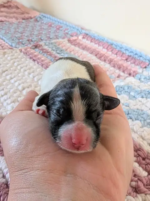 Epagneul Nain Continental (Papillon)  Chiot N°4 Des R d1a34