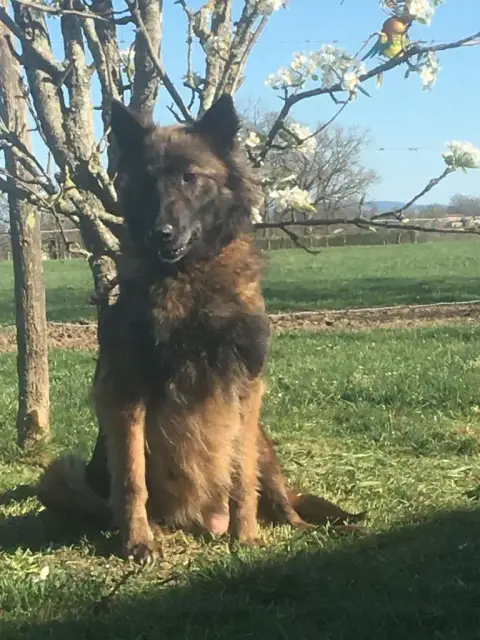 Berger Belge  Chiot 2 Du Royaume De B’Oxie photo 3