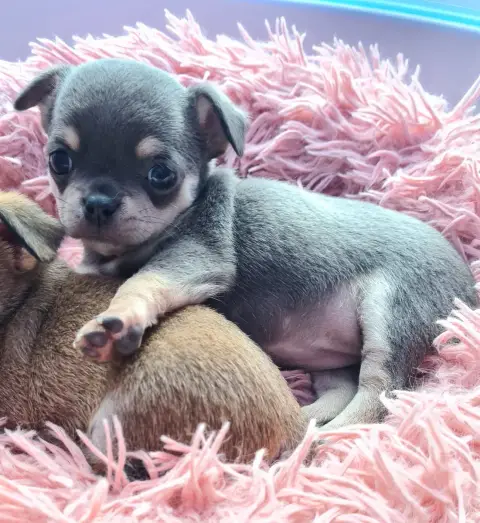 Chihuahua  Blue De L’Ecrin Des Joyaux