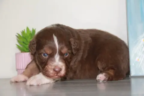 Berger Australien  Chiot N°5 Du Rêve Des Joyaux