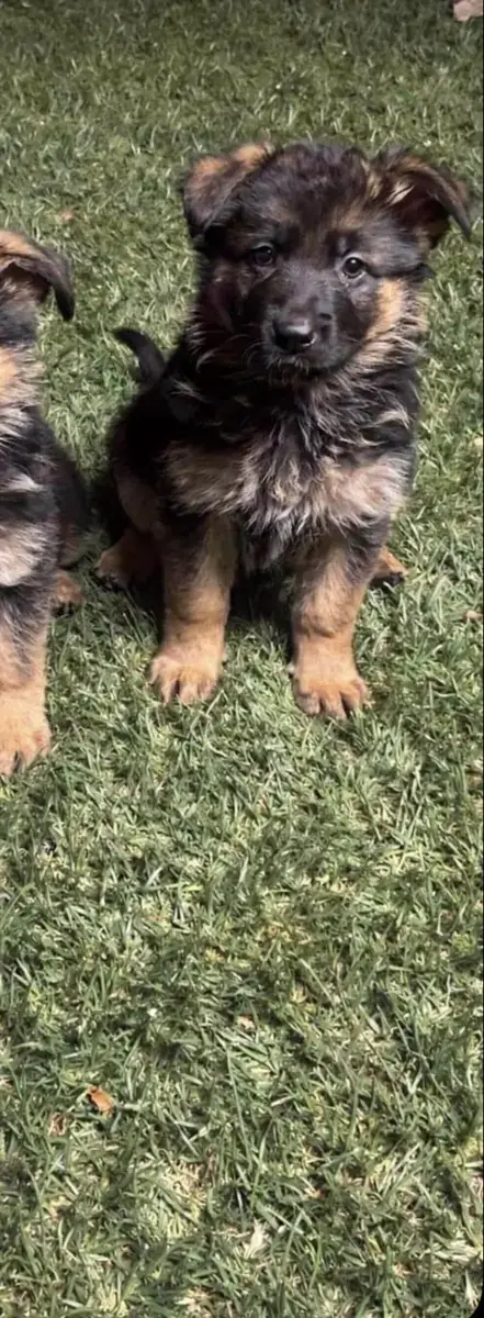 Berger Allemand  Chiot N°6 Vom Haus Novak