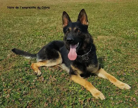 Berger Allemand  Chiot 3 Des Crocs De Heurtevent photo 2