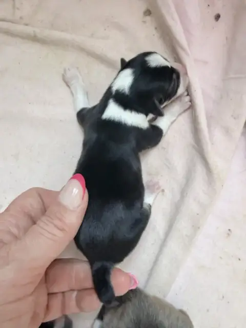 Welsh Corgi Pembroke 
                        B