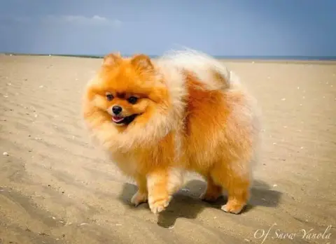 Spitz Allemand  Bucky De L'Ile Aux Bouts De Choux photo 2