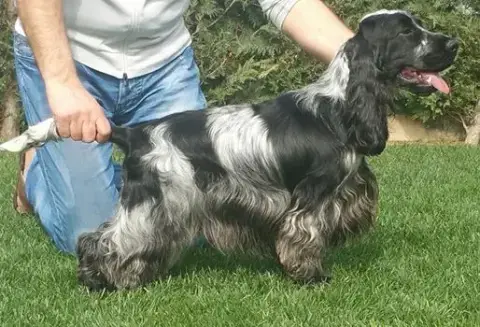 Cocker Spaniel Anglais  Chiot N°1 Du Chemin Des Caval 6aae4 photo 2