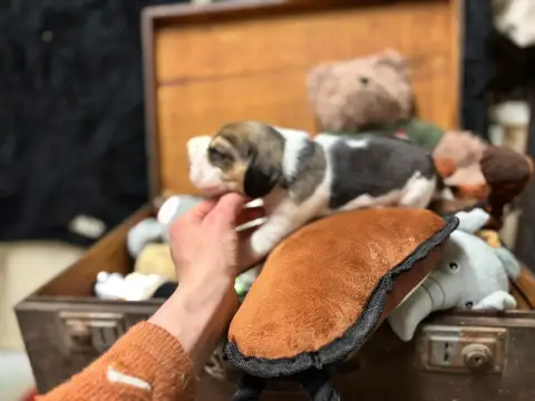 Beagle  Chiot N°6 Du Domaine Des Pattes Dorées