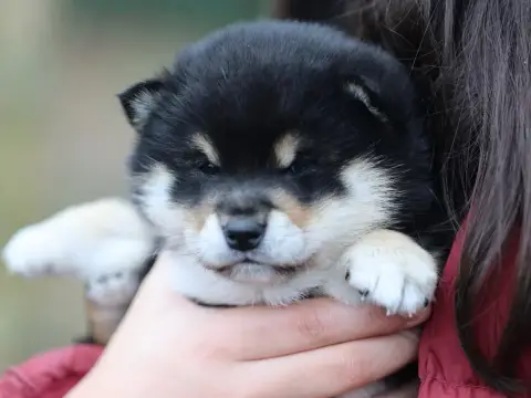 Shiba photo 3