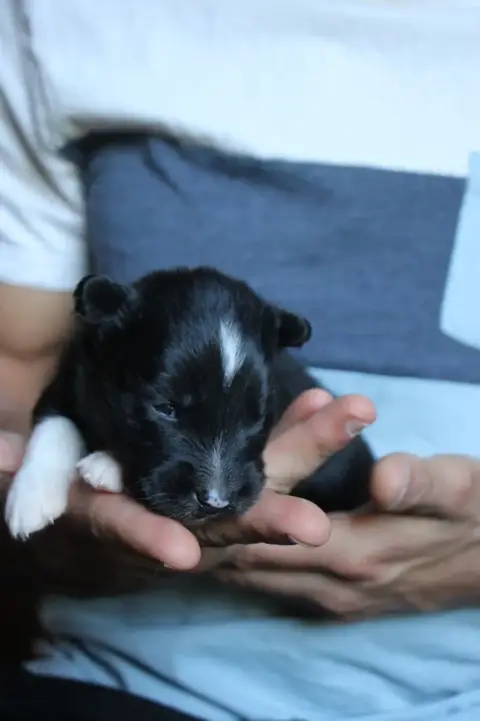 Laika De Iakoutie photo 2