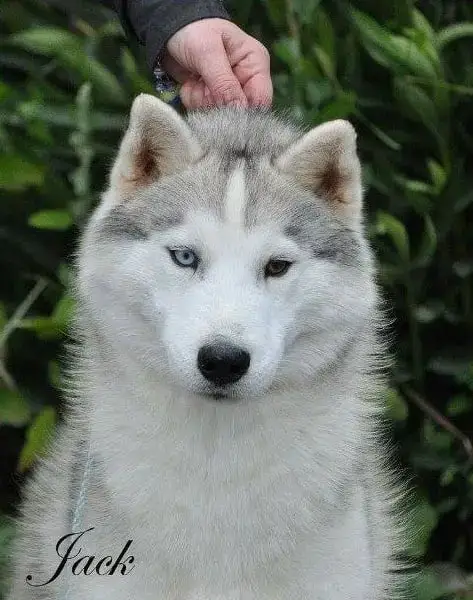 Siberian Husky photo 2