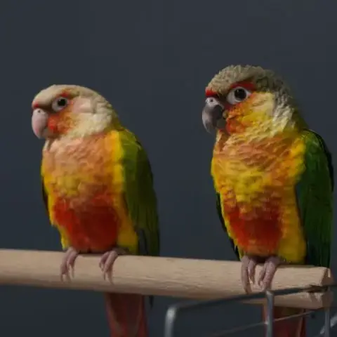 Conure Eam Couple