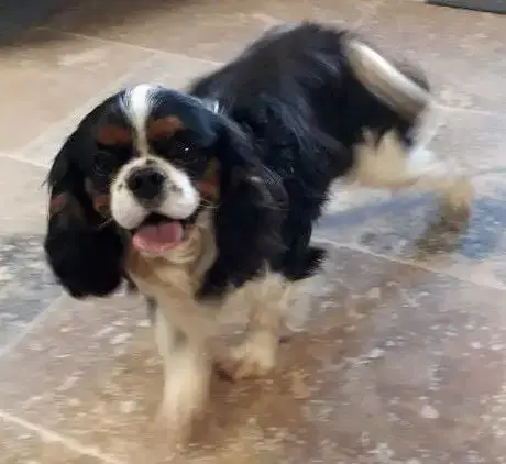 Cavalier King Charles Spaniel  Chiot N°2 Du Val De Ca 1e517 photo 2