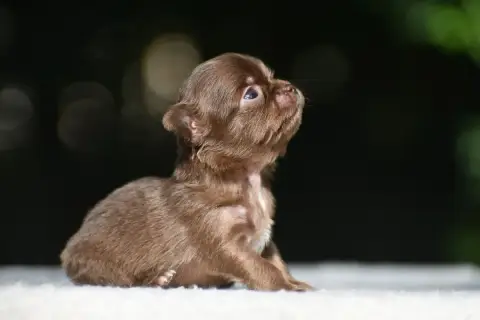 Chihuahua  Bambina Poetica Des Emeraudes De Nahusha 60292 photo 2