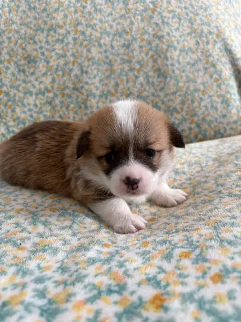 Welsh Corgi Pembroke  Collier Rose