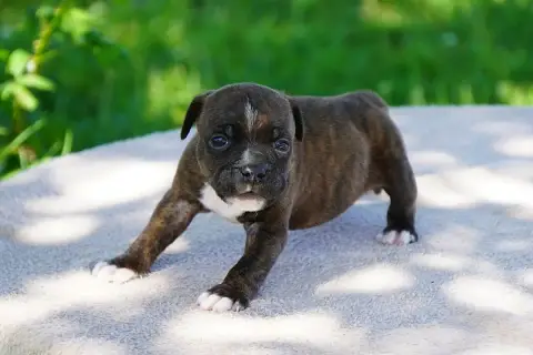 Staffordshire Bull Terrier  Chiot N°1 Forgiveness Ame 9d7da photo 3