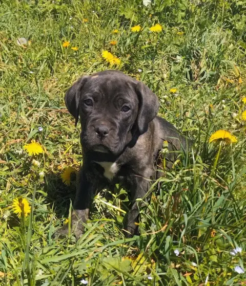 Cane Corso  Collier Vert De La Tribu Amazone photo 3