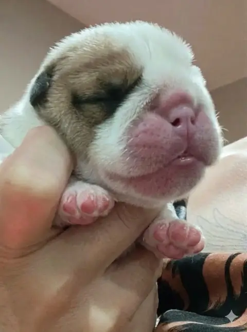 Bulldog Anglais  Big Boy Colossus Rustic Bull'S