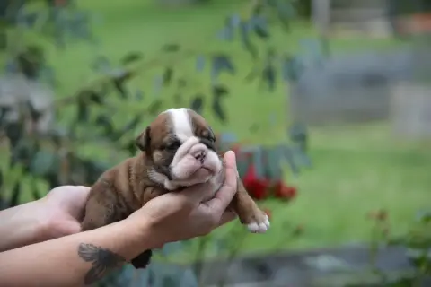 Bulldog Anglais  Femelle Pt Gd Zaze Royale Pepite Dog 3994f