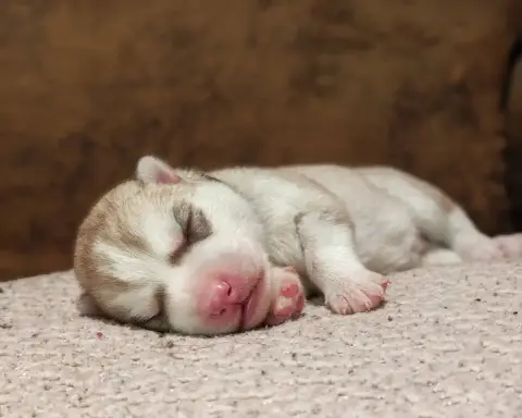 Siberian Husky  Bolt Of The Northern Moon