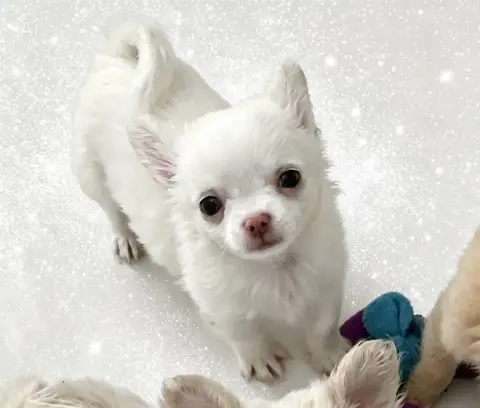 Chihuahua  B....Poil Long Petit Gabarit So Lovely