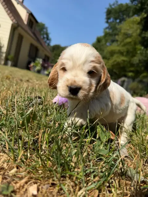 Cocker Spaniel Anglais  Chiot N°5 Du Moulin De Madjur 8e625 photo 2