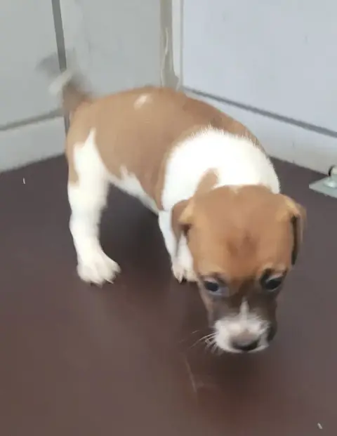 Jack Russell Terrier  Chiot N°3 Des Marais De Courmon 49297