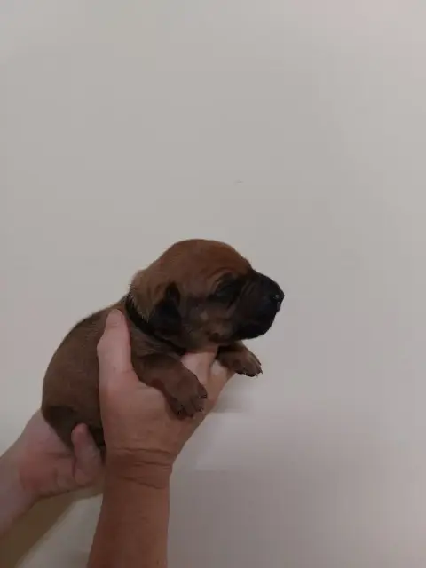 Rhodesian Ridgeback 
                        Collier  2876f photo 3