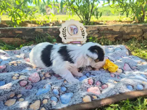 Biewer Terrier  Jaune Black Of Angels Life photo 3