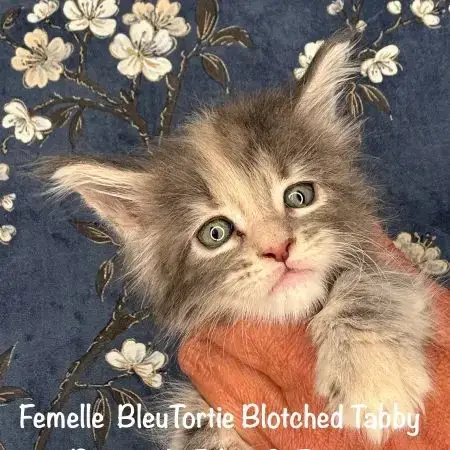 Superbes Chatons Maine Coon Loof