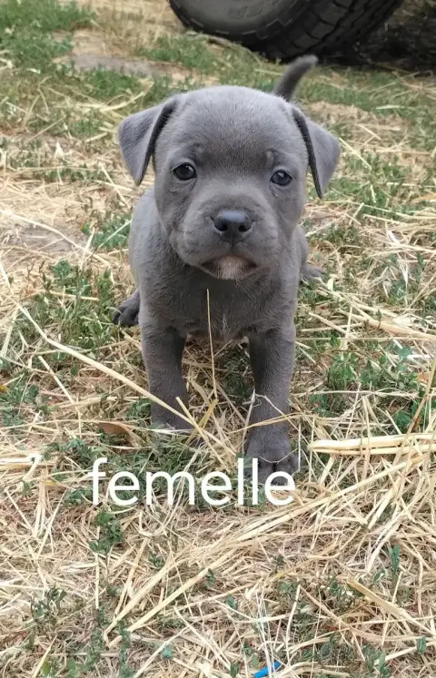 Staffordshire Bull Terrier 
                        C 87429
