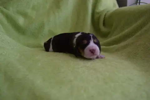 Beagle 
                        Femelle Bcbg Belle Ca ebbfd