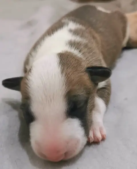 Bull Terrier  Chiot N°7 Of The Little Troublemaker