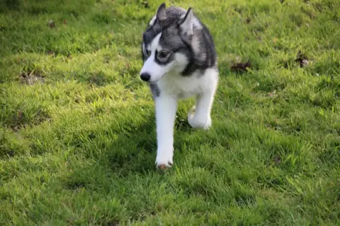 Siberian Husky  M1 Collier Bleu Des Legendes Du Trisk 80804 photo 3